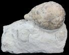 Cystoid (Holocystites) Fossil - Indiana #44607-2